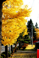Fall Colors on Camp Sendai